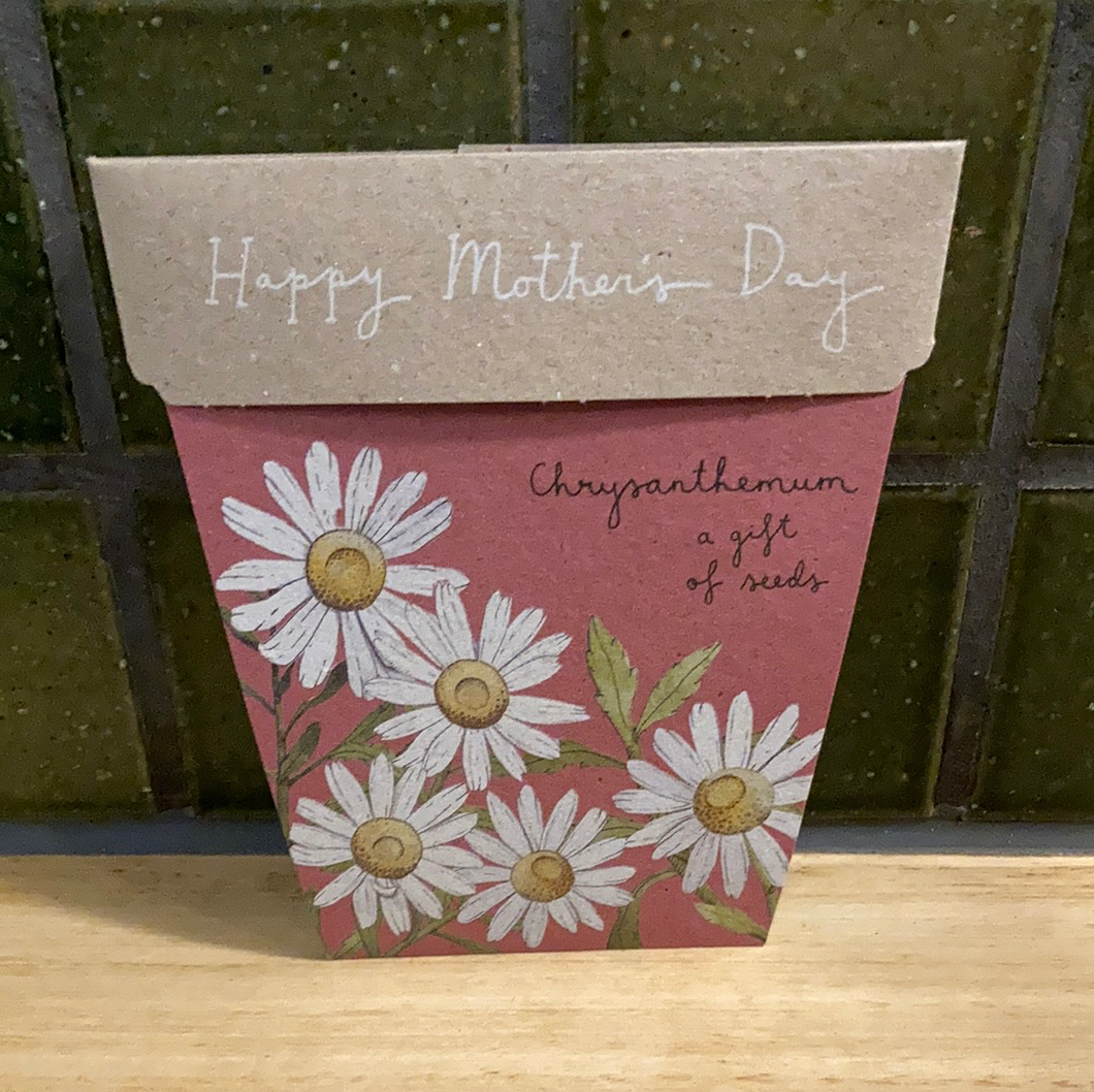 Gift of Seeds Chrysanthemum