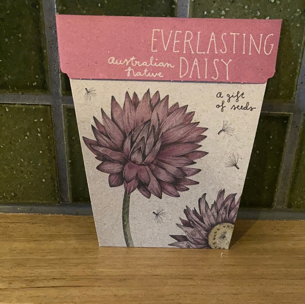 Sow N Seed Gift of Seeds Everlasting Daisy